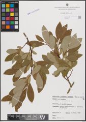 Foto von Salix cinerea L.